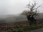 2010-11-15 Vinprovning: Bourgogne 